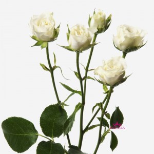 baby-roses-white