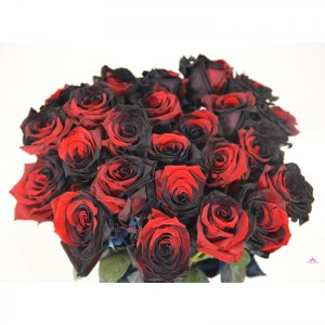 black-red-roses-006-1