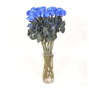 blue-roses-007-1