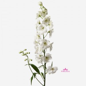 delphinium-white