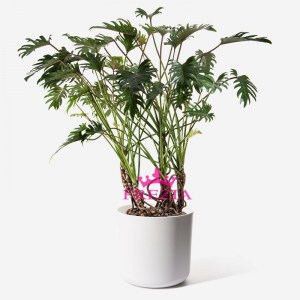 philodendron