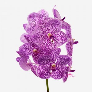 vanda_orchid-pink